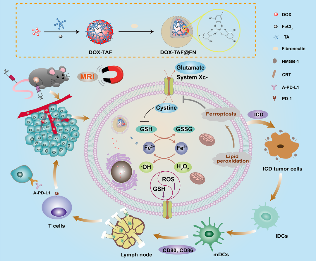 东华大学史向阳团队 ACS Nano：纤连蛋白包覆的金属-多酚网络通过铁死亡增强的ICD实现肿瘤的化学/化学动力学/免疫协同治疗的图1