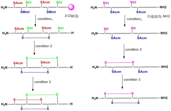 多对二硫键成环技术2.jpg