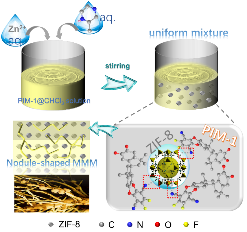 哈工大邵路教授团队《PNAS》：面向可持续碳捕集的超高MOF含量混合基质膜的生物共生系统启发合成的图2