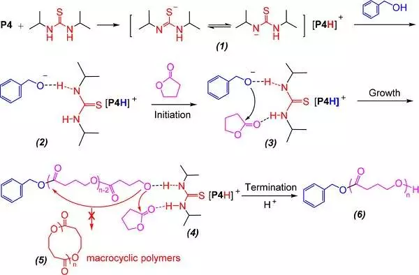 双组分有机催化剂用于高活性和选择性合成具有高分子量的线性聚（γ-丁内酯）的图4