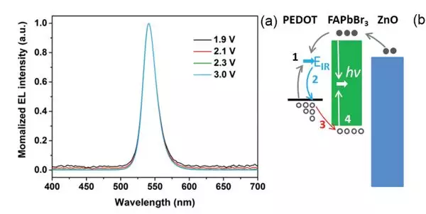 华南理工Adv. Mater.：效率高，寿命长！全溶液加工的FAPbBr3钙钛矿发光二极管！的图5